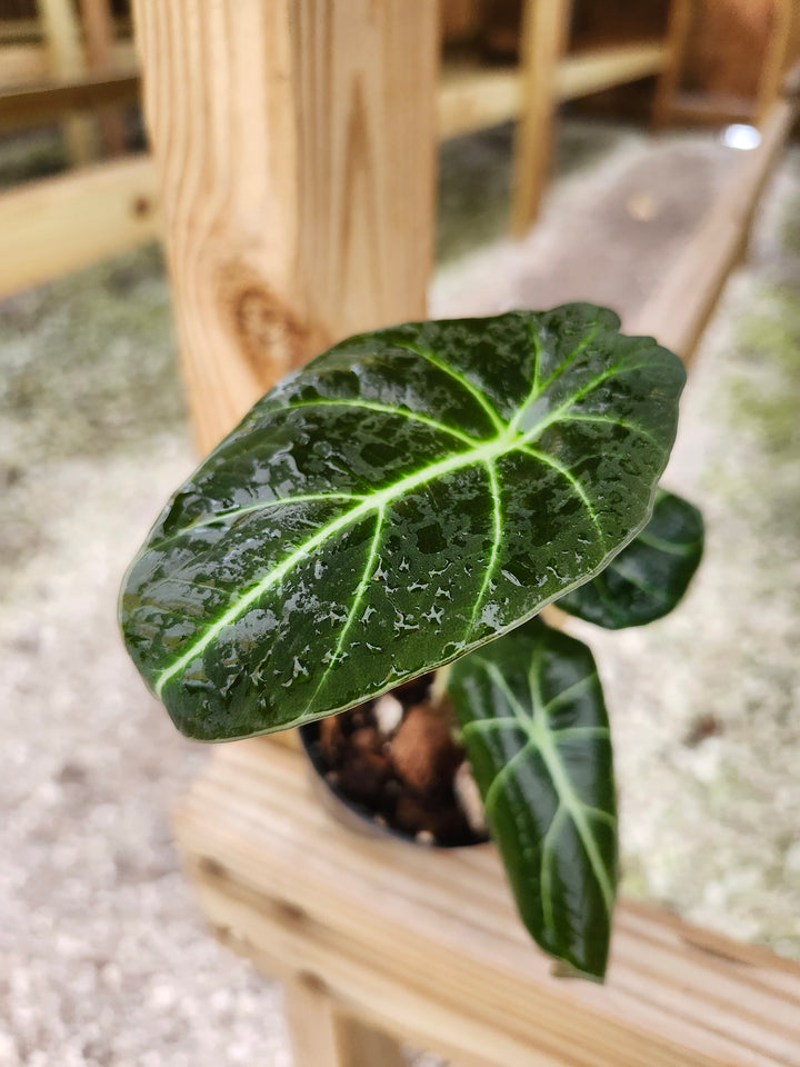 Alocasia Black Velvet