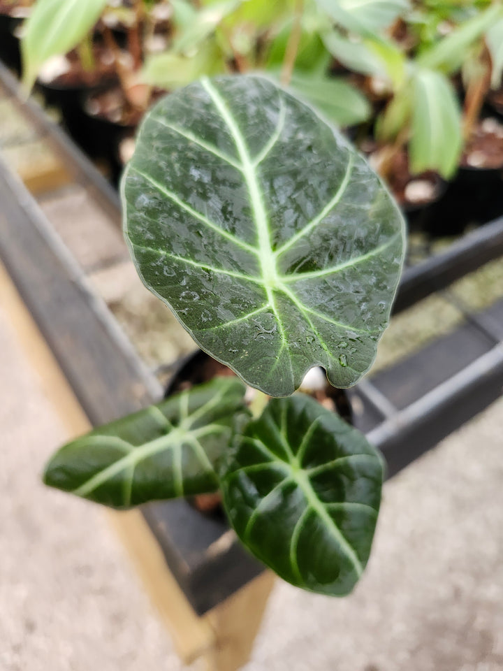 Alocasia Black Velvet