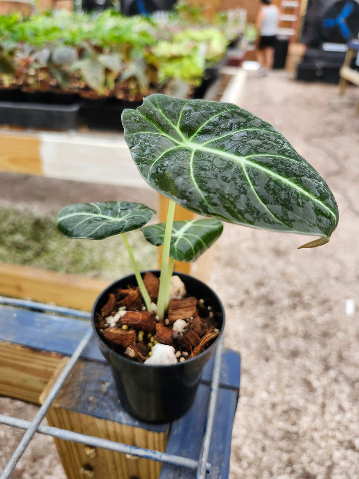 Alocasia Black Velvet