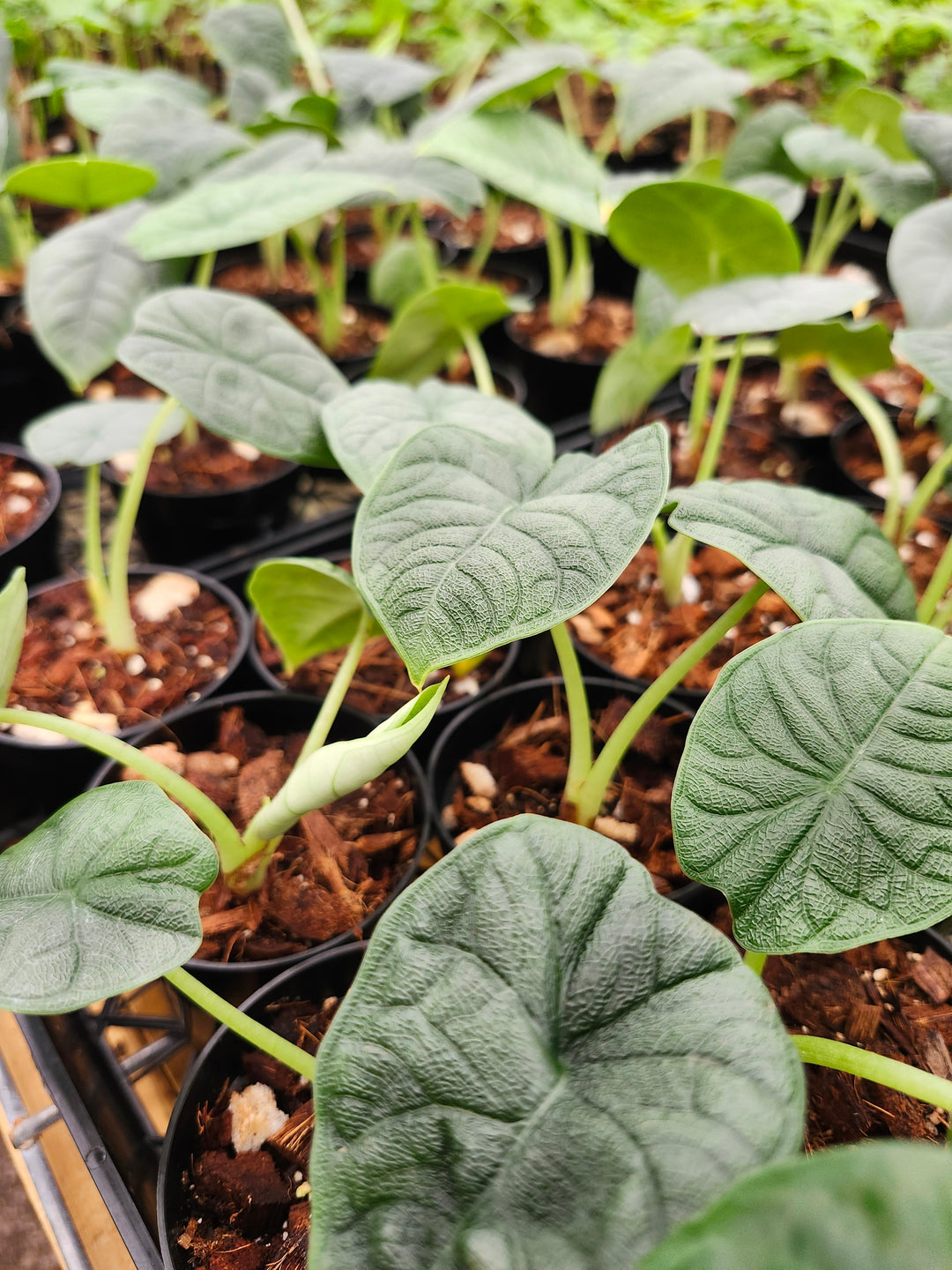 Alocasia Melo