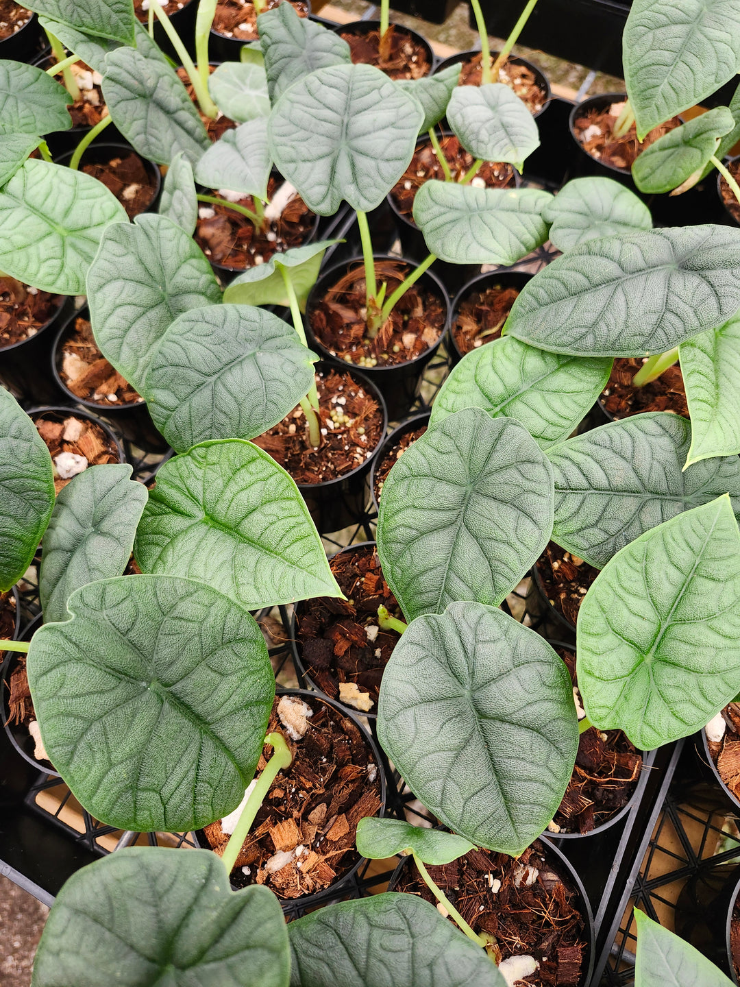 Alocasia Melo