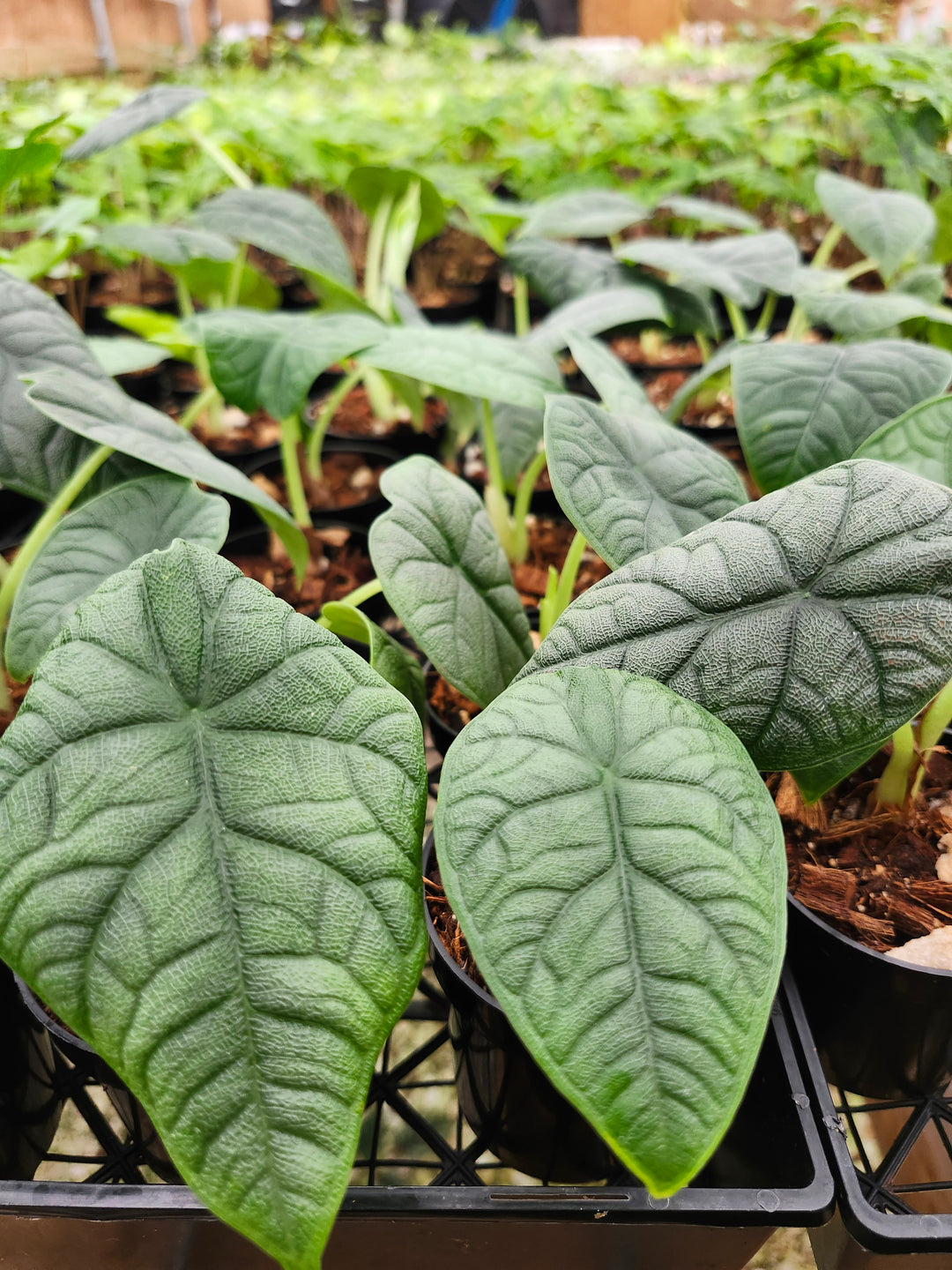 Alocasia Melo