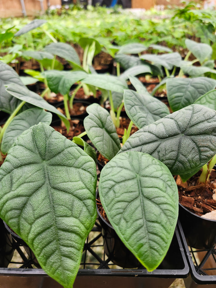 Alocasia Melo