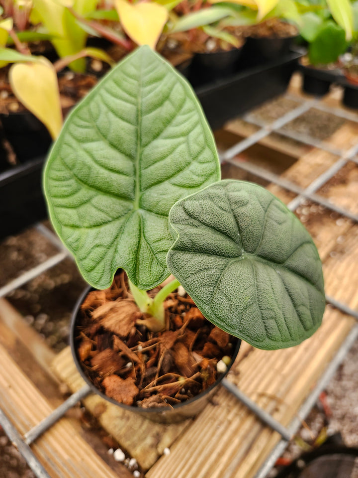 Alocasia Melo