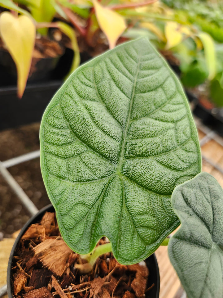 Alocasia Melo