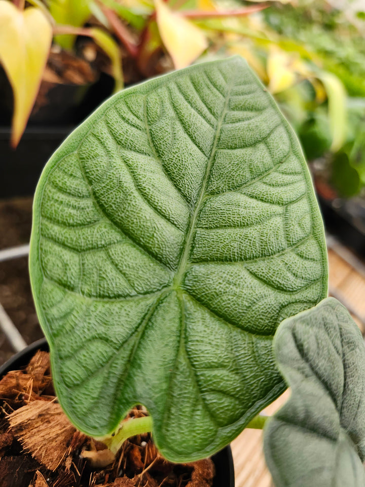 Alocasia Melo