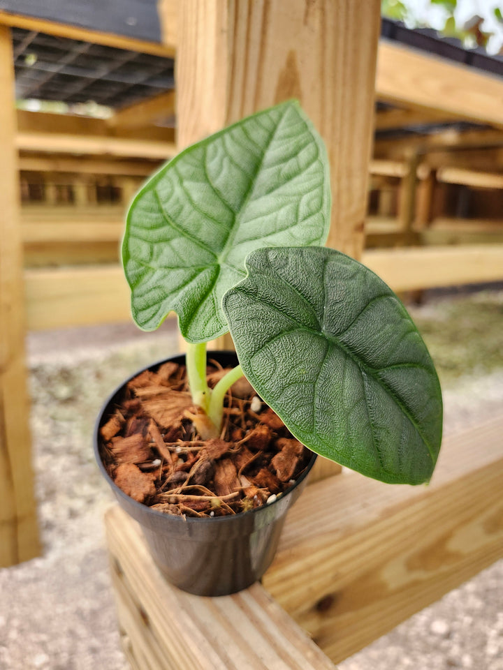 Alocasia Melo