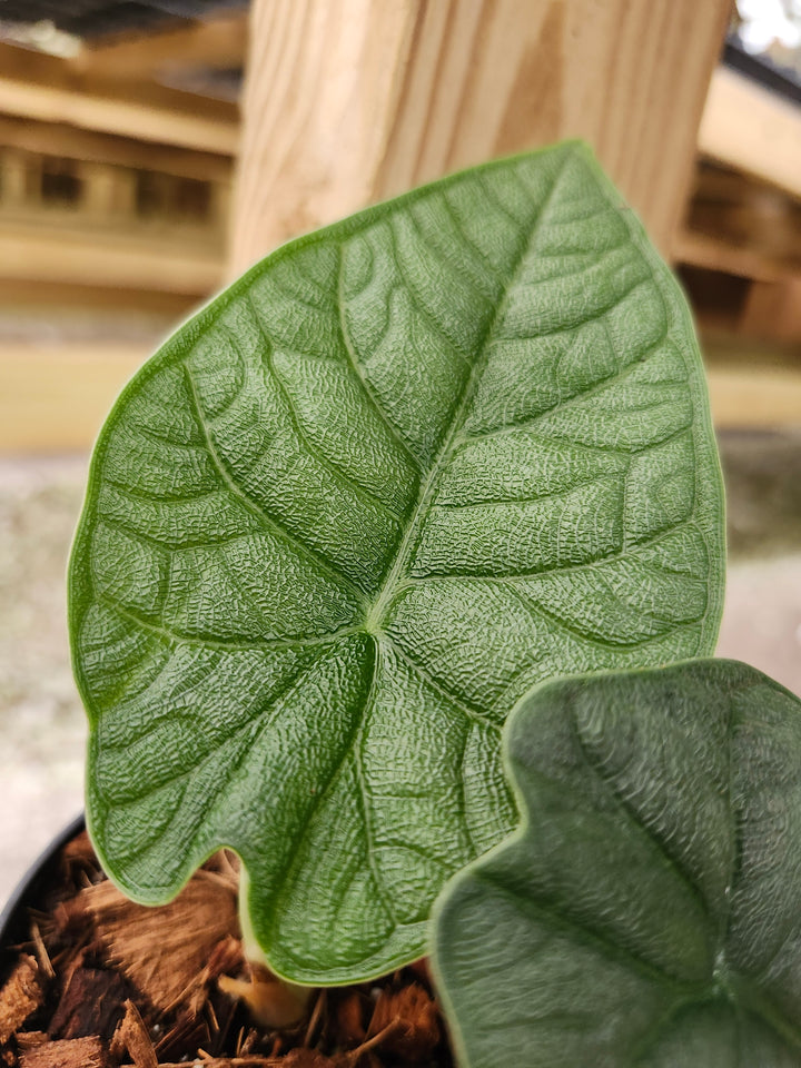 Alocasia Melo