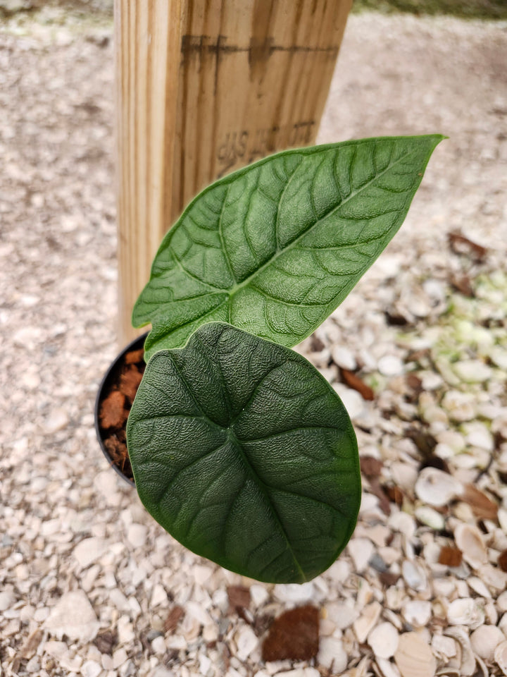 Alocasia Melo