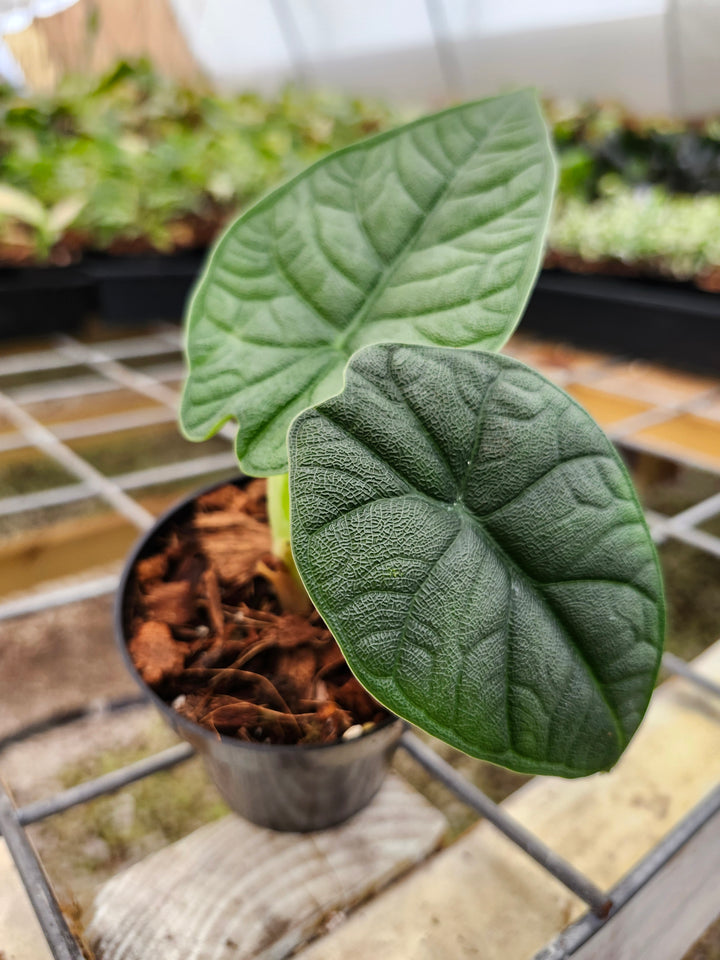 Alocasia Melo