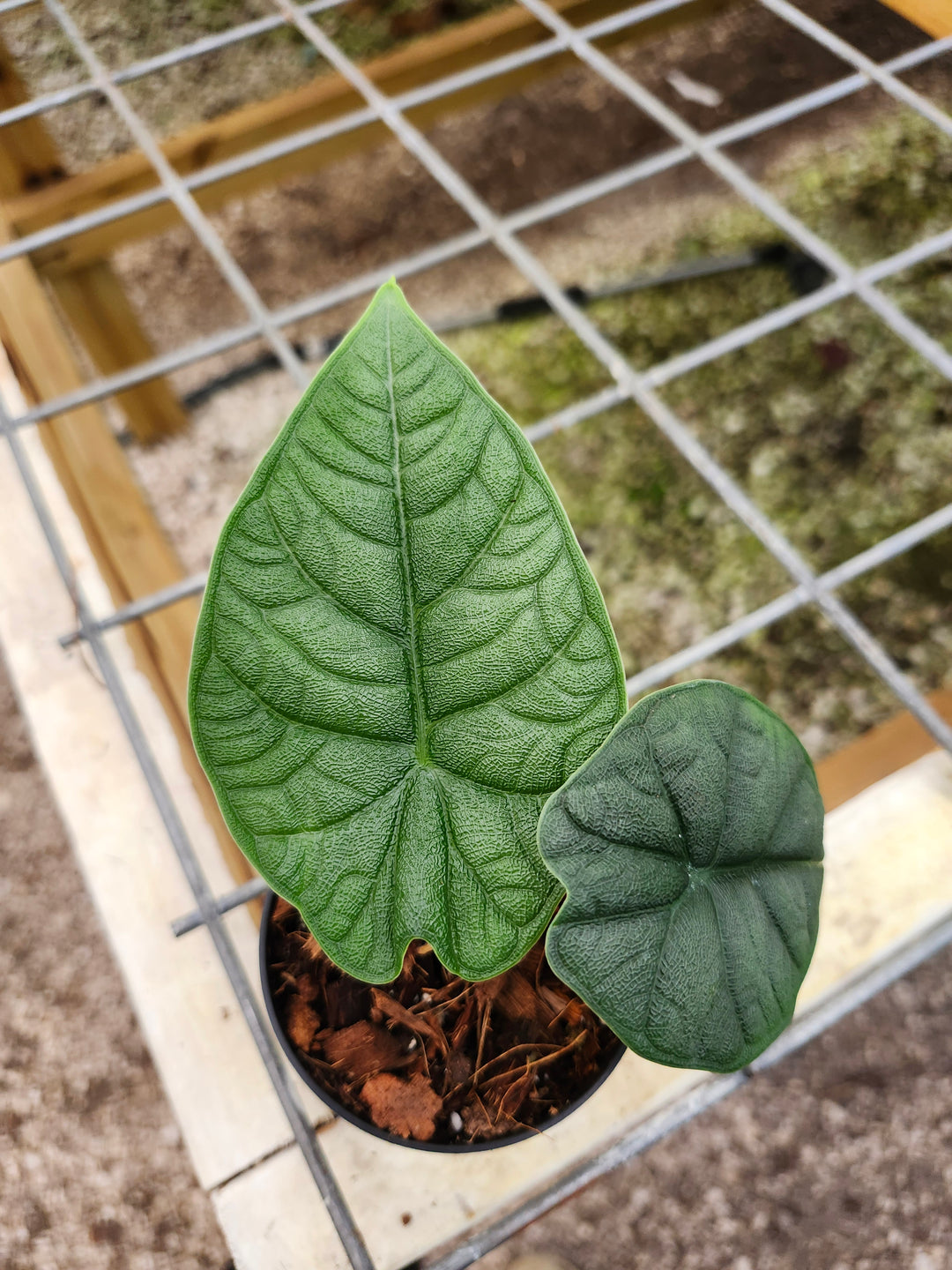 Alocasia Melo