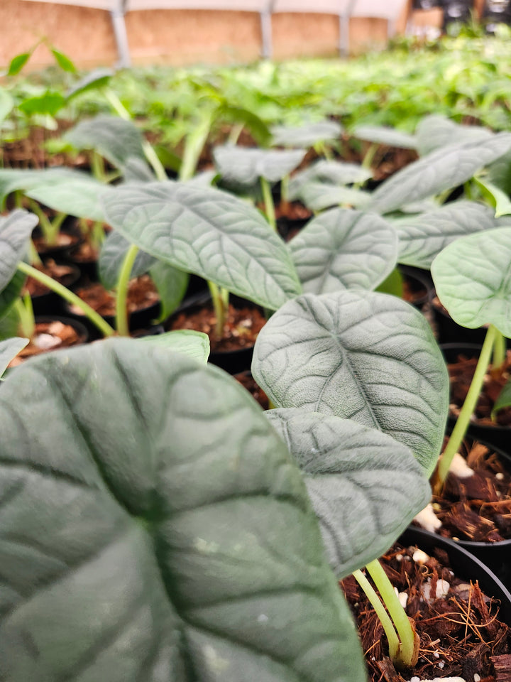 Alocasia Melo