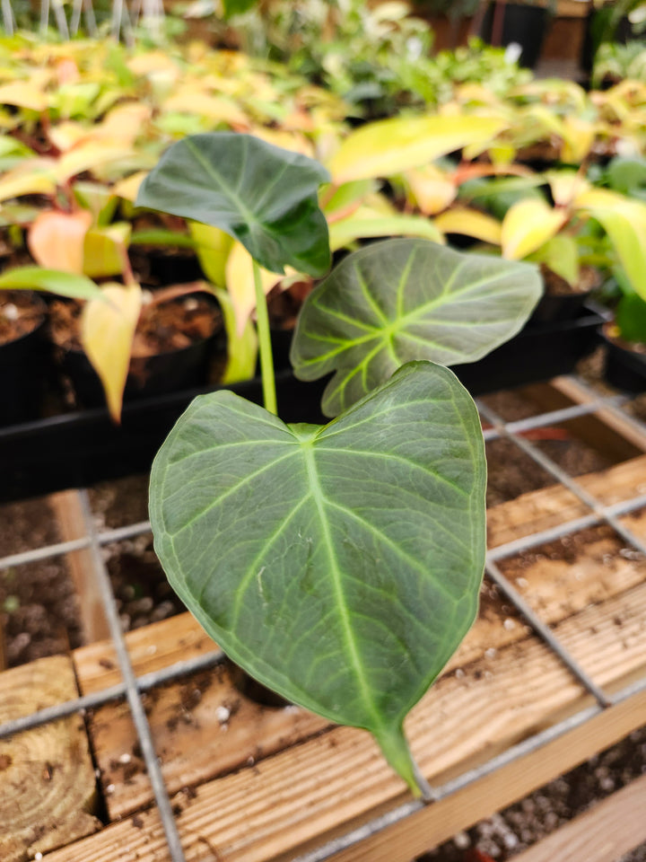 Alocasia Regal Shield