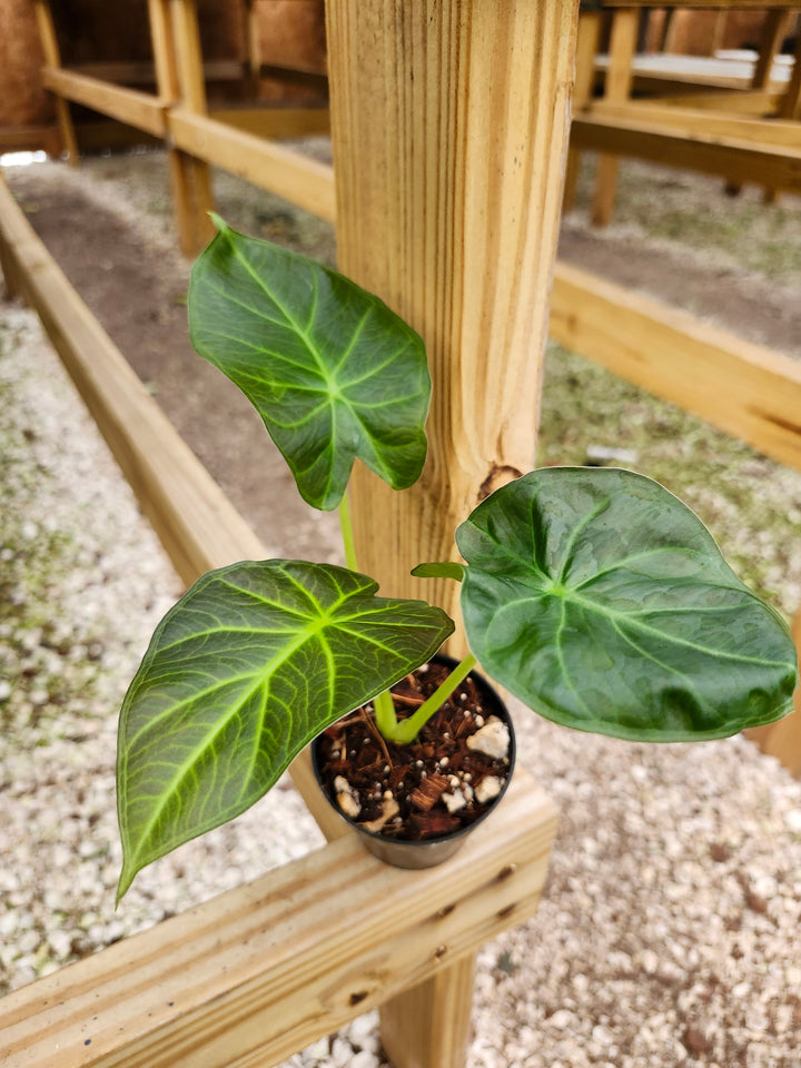Alocasia Regal Shield