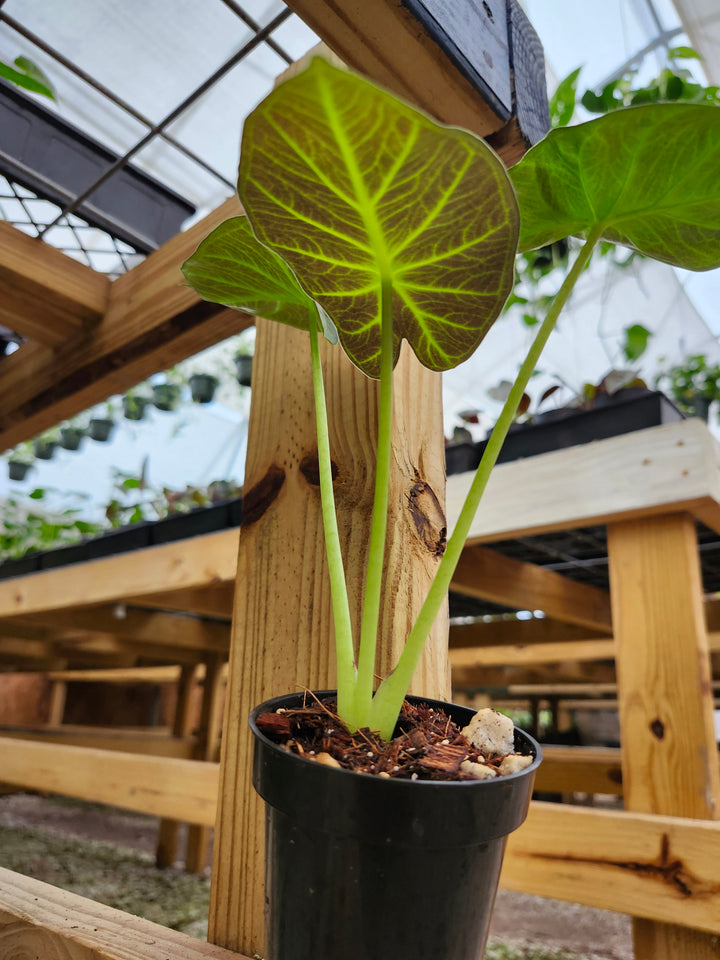 Alocasia Regal Shield