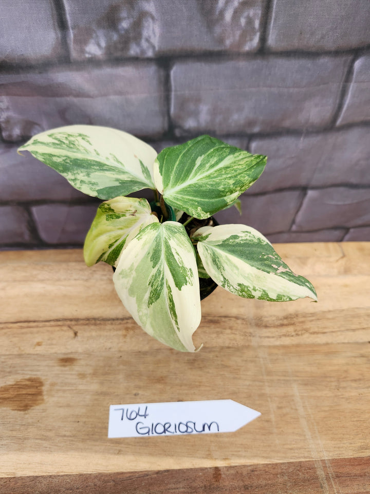 Philodendron Variegated Gloriosum (4in)-764