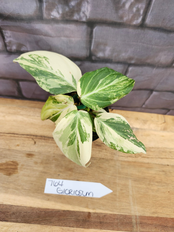 Philodendron Variegated Gloriosum (4in)-764