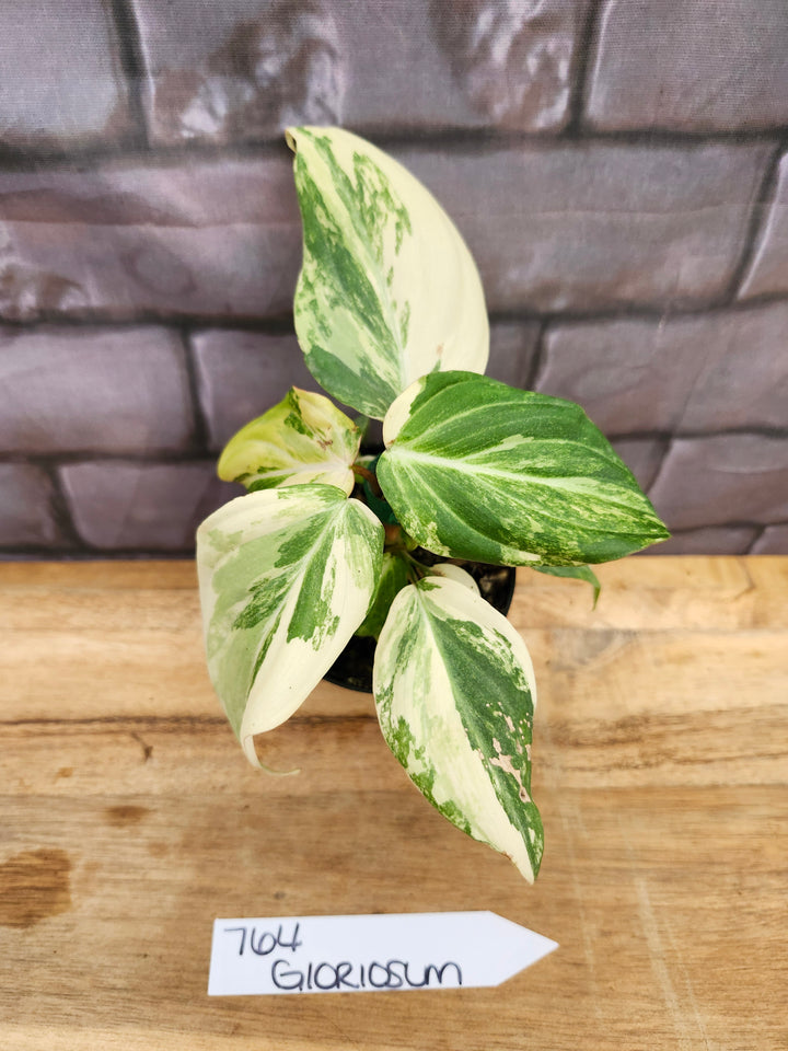 Philodendron Variegated Gloriosum (4in)-764