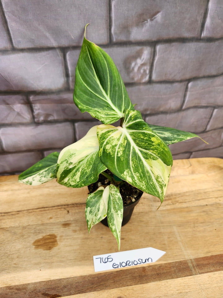 Philodendron Variegated Gloriosum (4in)-765