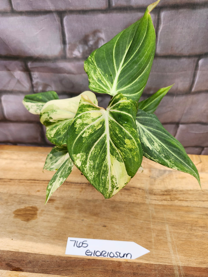 Philodendron Variegated Gloriosum (4in)-765