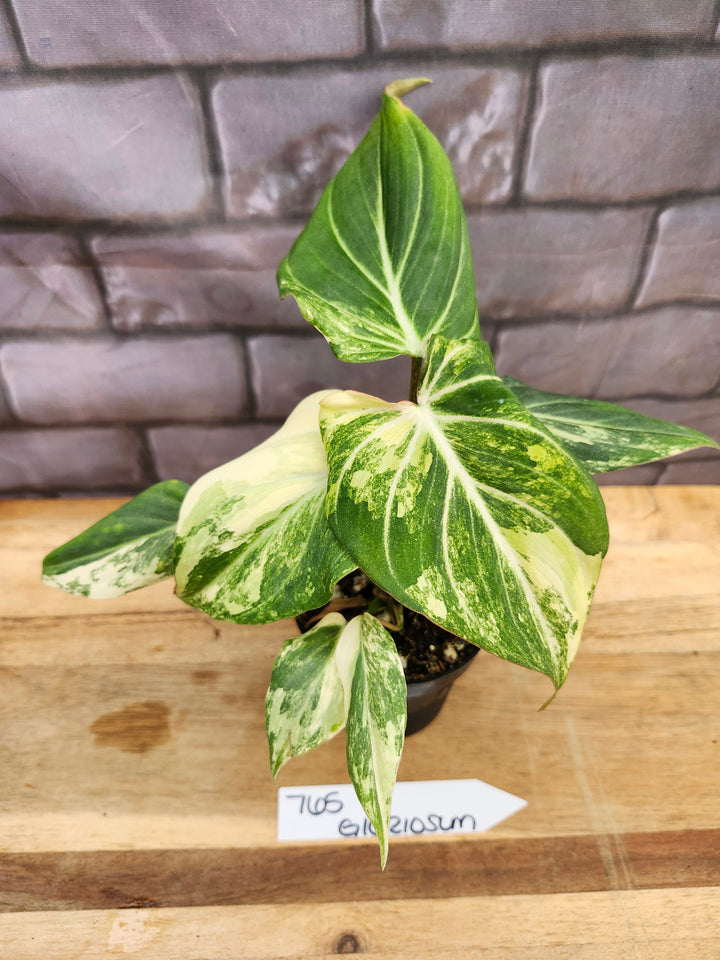Philodendron Variegated Gloriosum (4in)-765