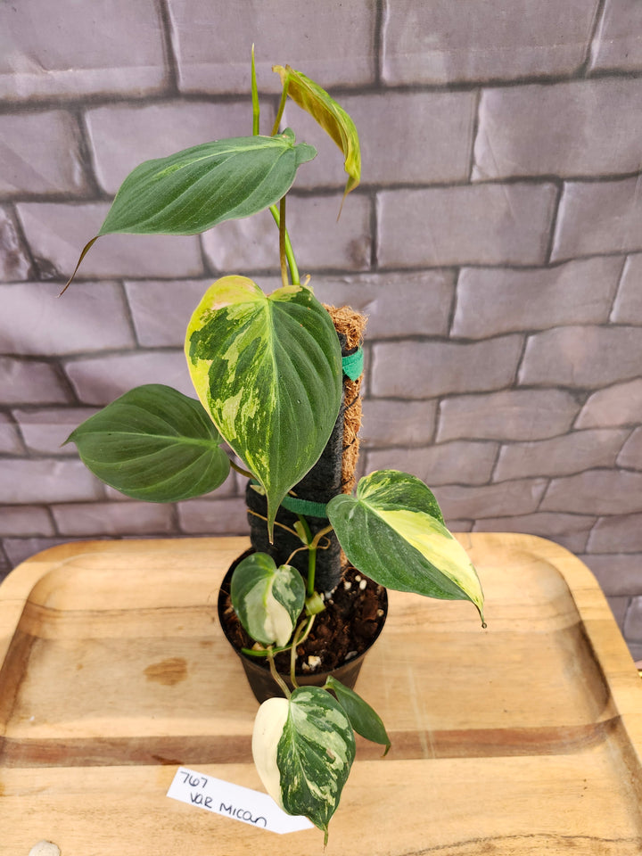 Philodendron Variegated Micans (4in)-767