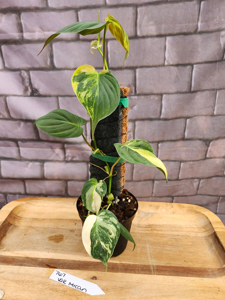 Philodendron Variegated Micans (4in)-767