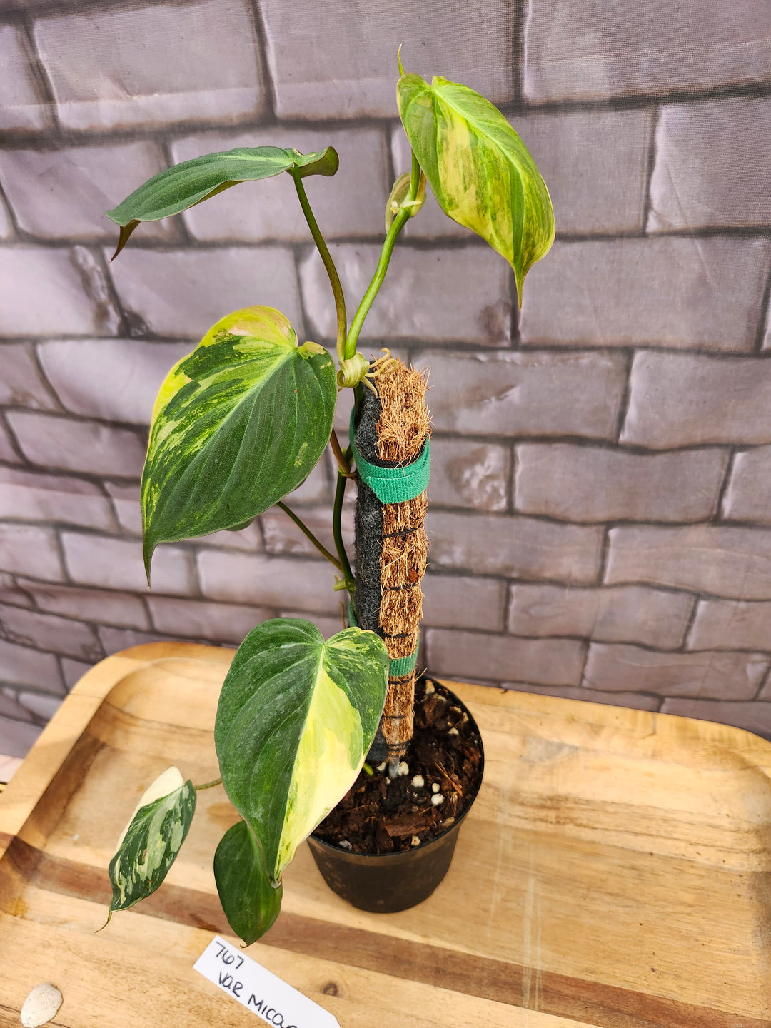 Philodendron Variegated Micans (4in)-767