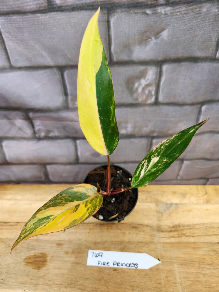Philodendron Fire Princess (3in)-769