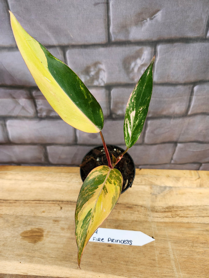 Philodendron Fire Princess (3in)-769