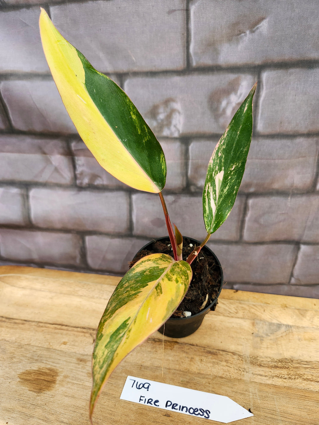 Philodendron Fire Princess (3in)-769