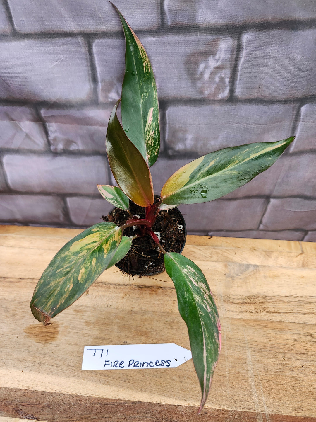 Philodendron Fire Princess (3in)-771