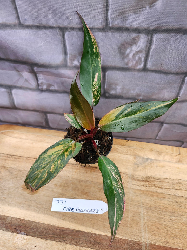 Philodendron Fire Princess (3in)-771
