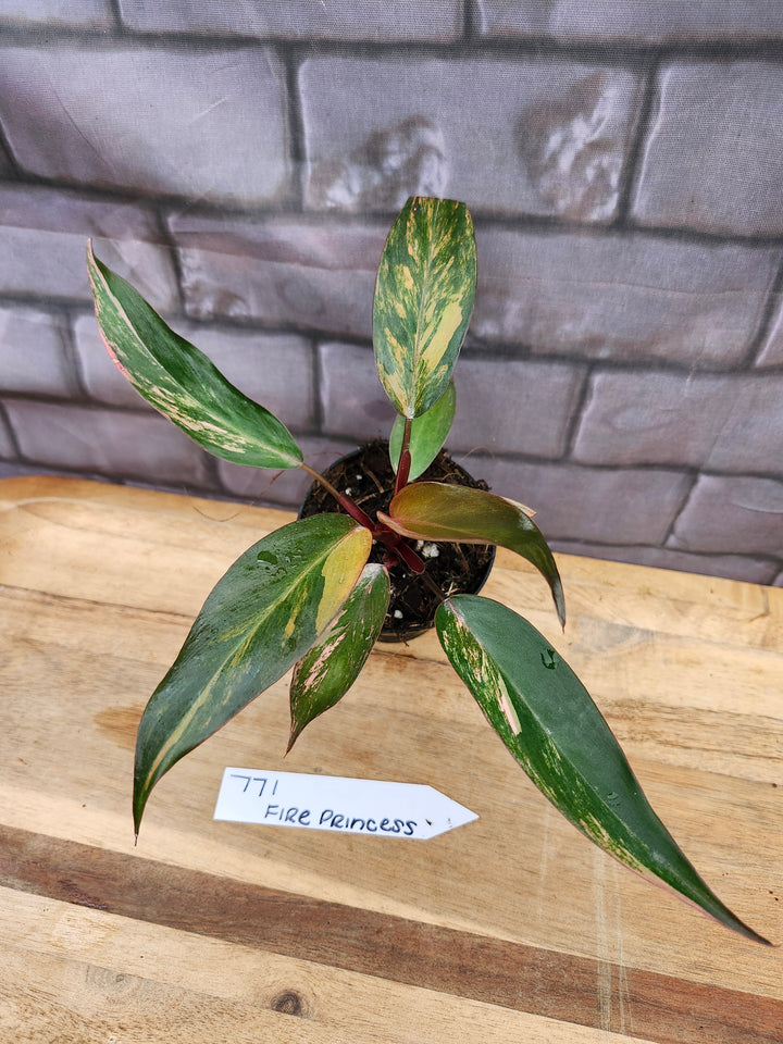 Philodendron Fire Princess (3in)-771