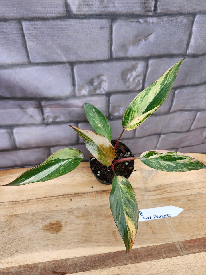 Philodendron Fire Princess (3in)-768