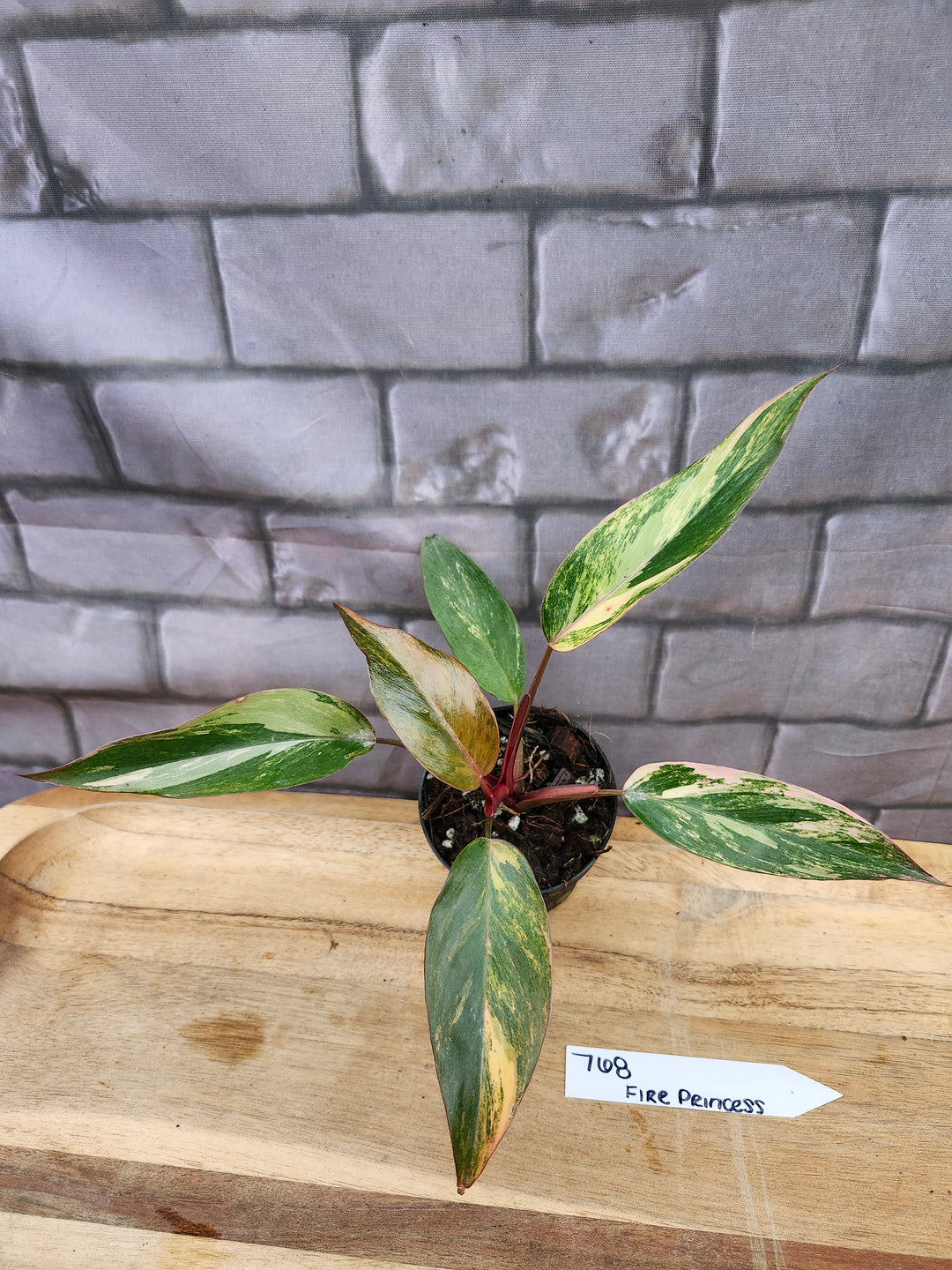 Philodendron Fire Princess (3in)-768