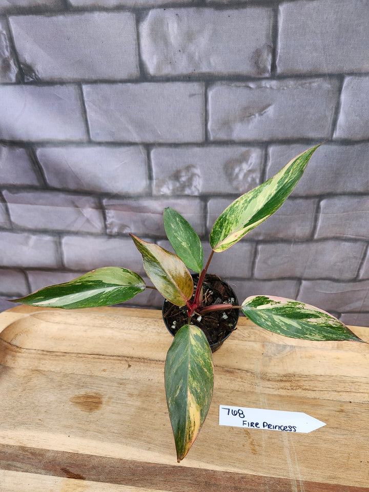 Philodendron Fire Princess (3in)-768