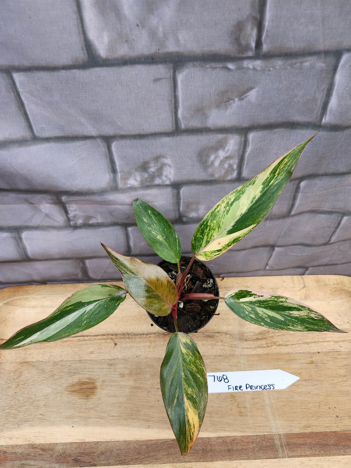 Philodendron Fire Princess (3in)-768