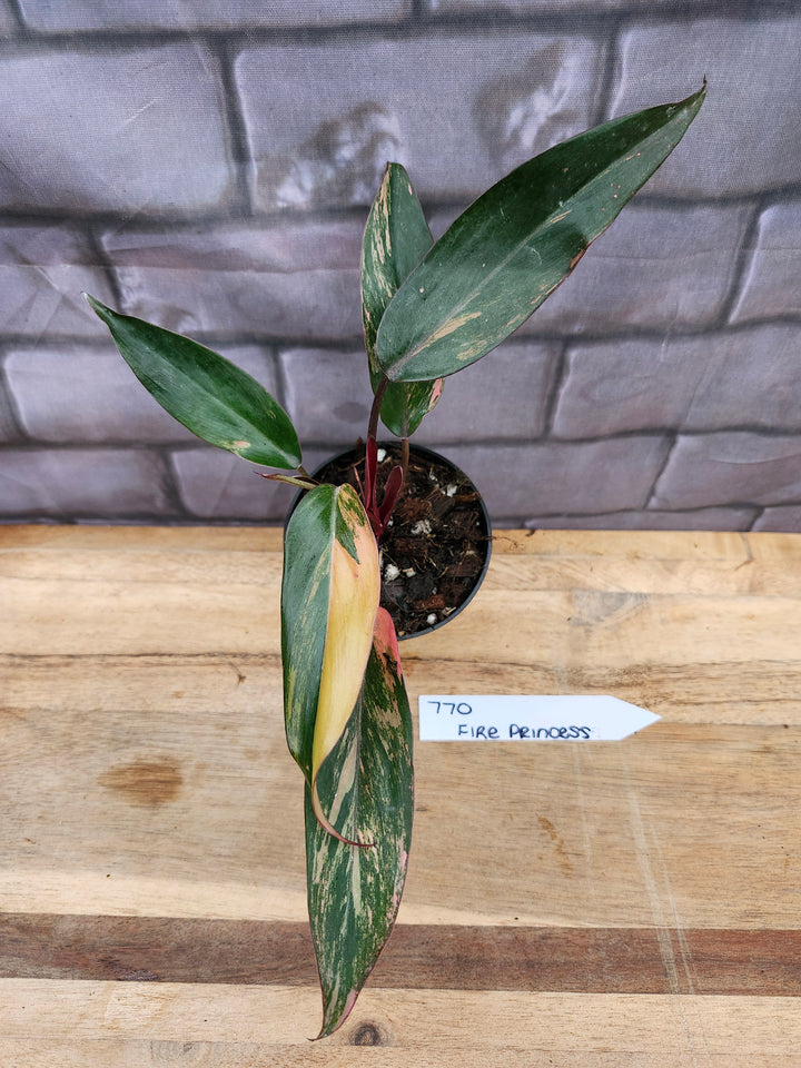 Philodendron Fire Princess (3in)-770