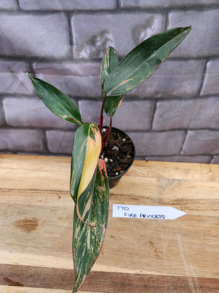 Philodendron Fire Princess (3in)-770