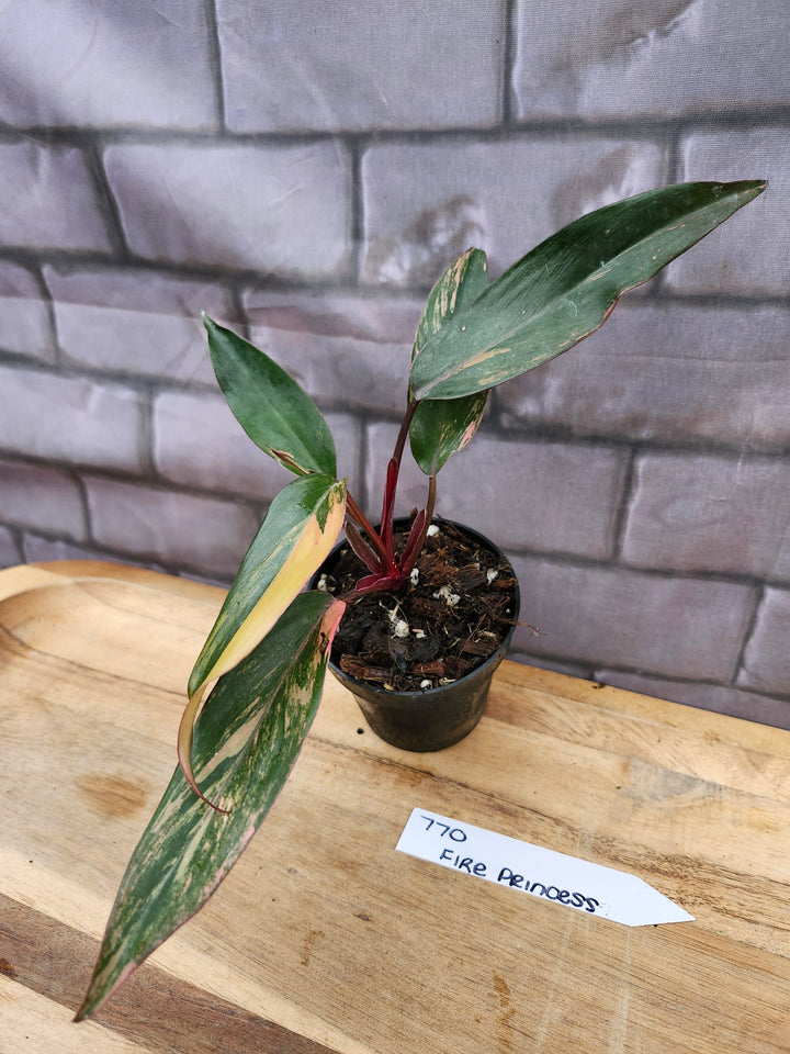 Philodendron Fire Princess (3in)-770