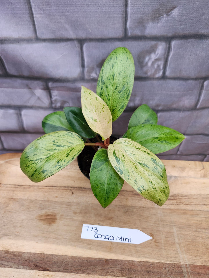 Philodendron Red Congo Mint (3in)-773