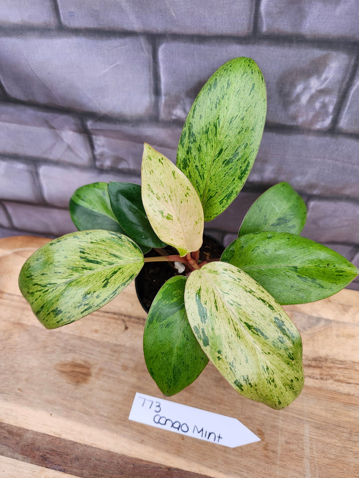 Philodendron Red Congo Mint (3in)-773