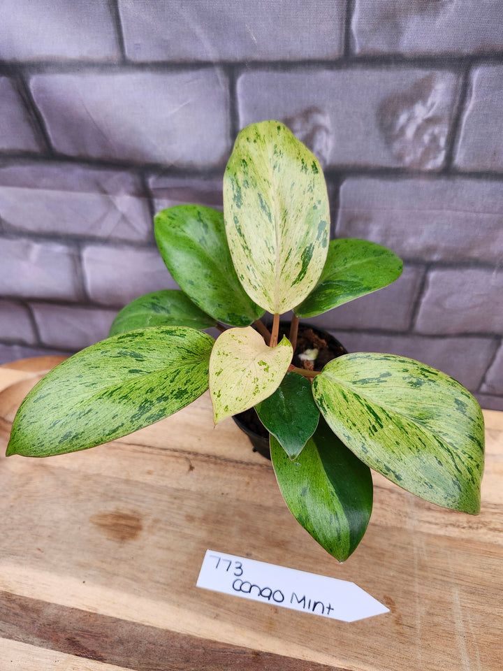Philodendron Red Congo Mint (3in)-773
