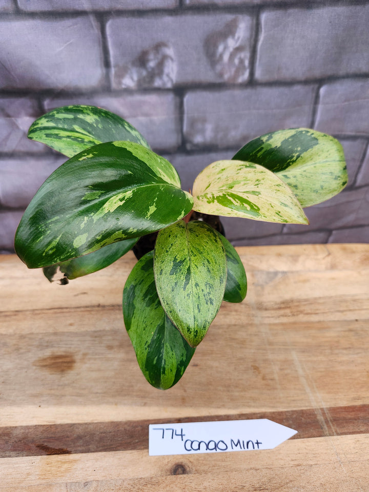Philodendron Red Congo Mint (3in)-774