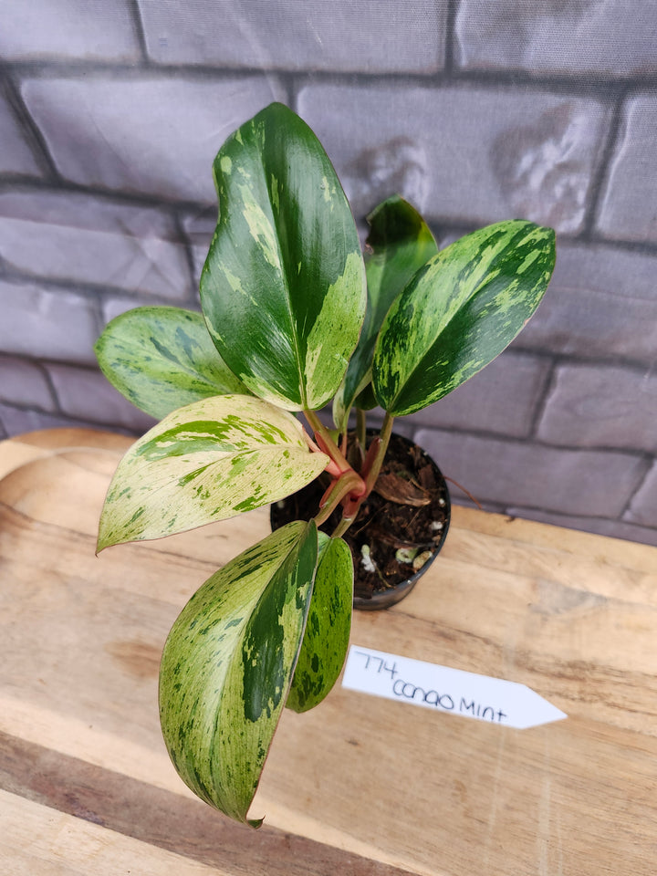 Philodendron Red Congo Mint (3in)-774
