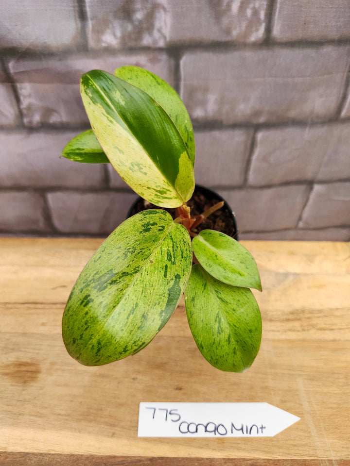 Philodendron Red Congo Mint (3in)-775