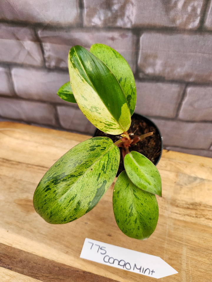 Philodendron Red Congo Mint (3in)-775