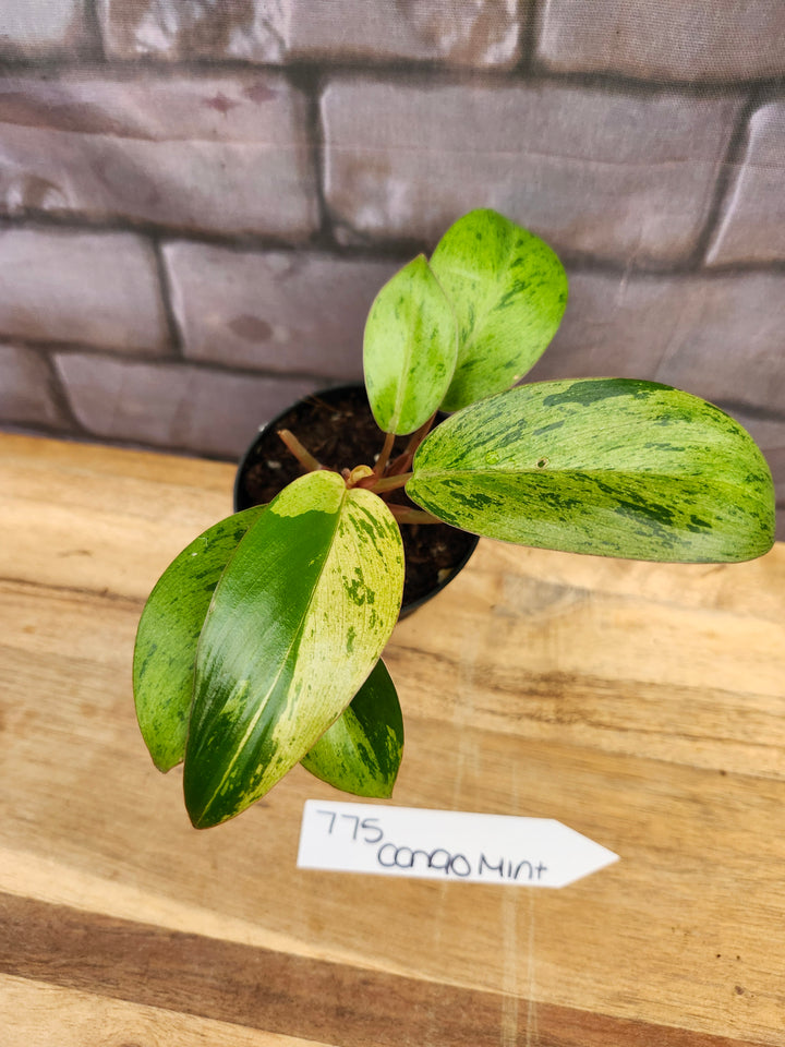 Philodendron Red Congo Mint (3in)-775