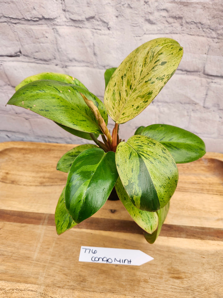 Philodendron Red Congo Mint (3in)-776